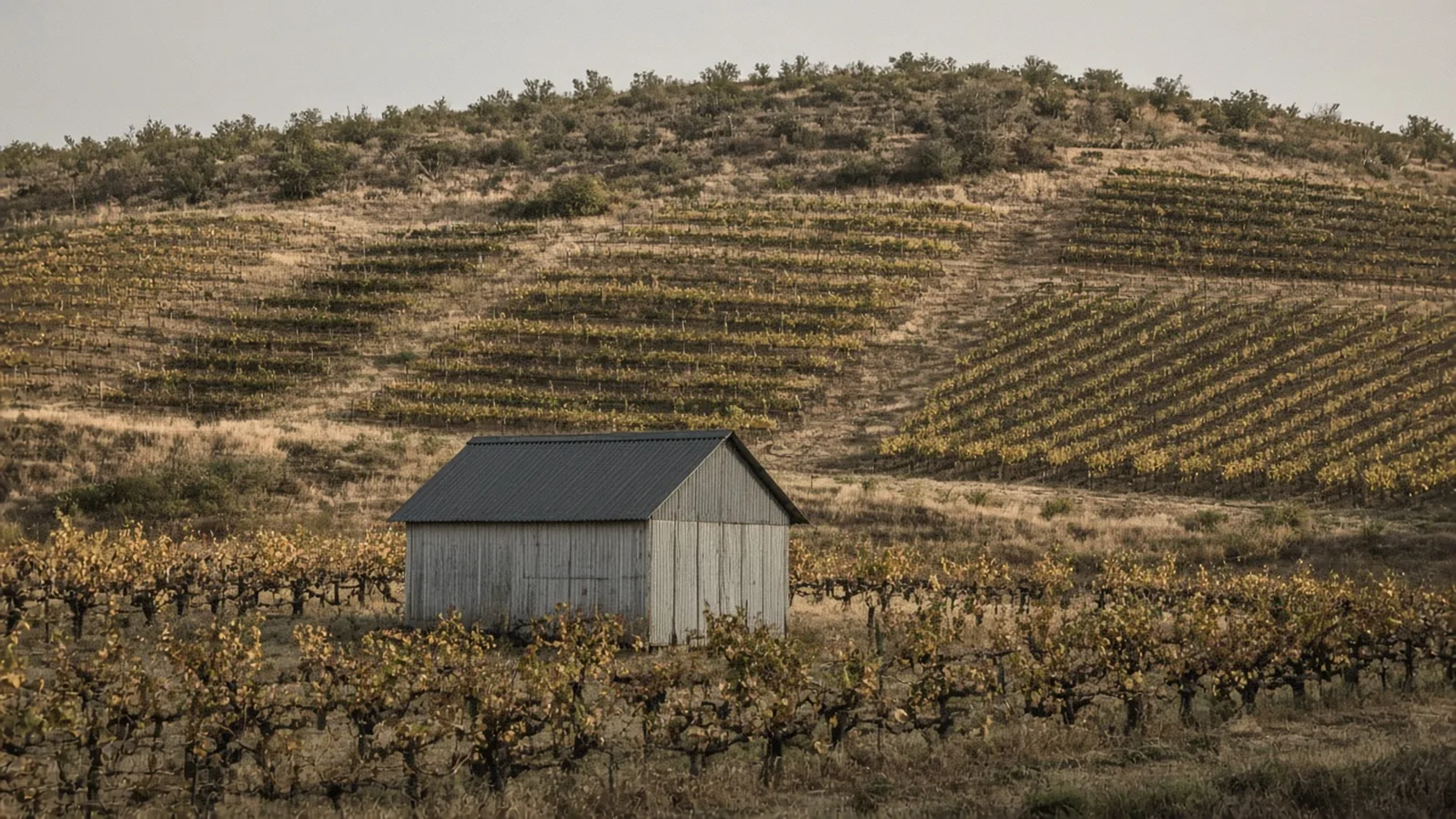 A wooden shed with a dark roof among vine rows, and more vine blocks on the dry hill behind it.