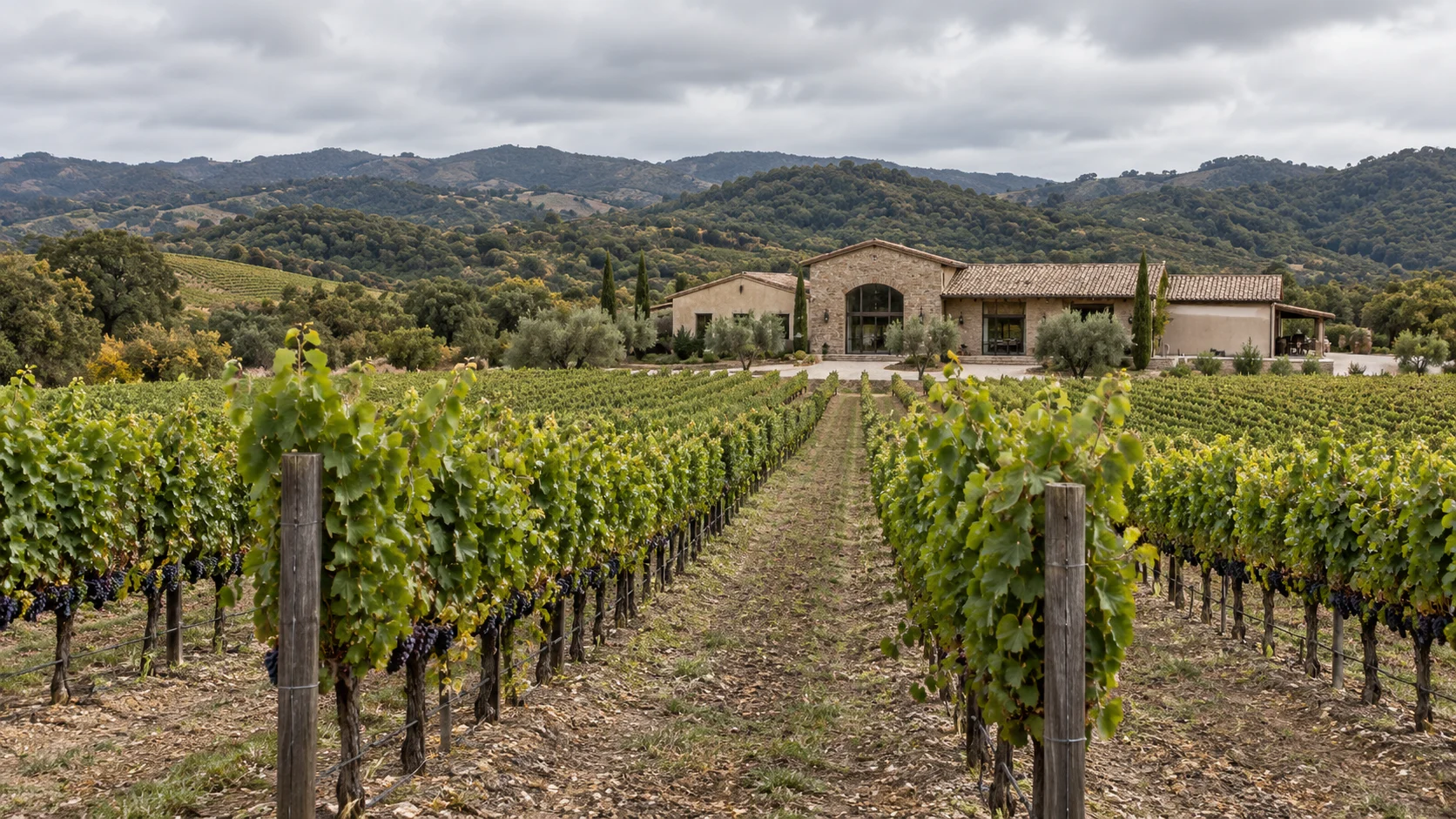 Vineyard rows leading toward a winery building under an overcast sky